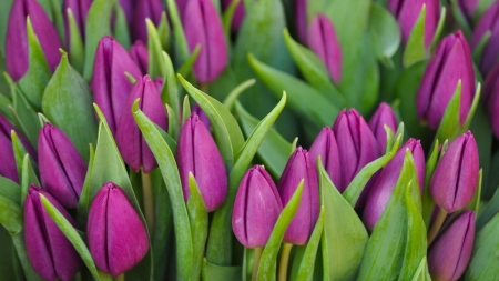 Tulips - skin, purple, green, spring, flower, tulip