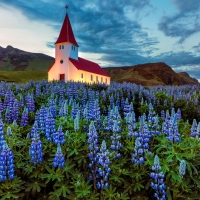 Lupines at the church