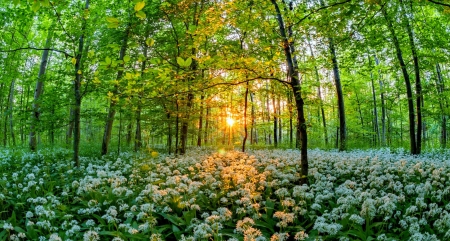 Forest sunlight - greenery, sunlight, trees, summer, beautiful, sunshine, morning, forest, wildflowers, glow, rays