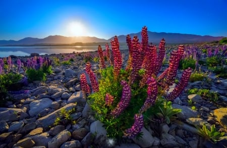 Infinite dream - lake, sky, summer, tekapo, dream, rocks, beautiful, stones, flowers, sunrise, lupine