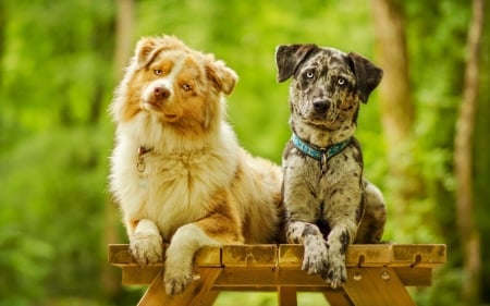 Cute friends - nature, adorable, dogs, friends, sweet, cute, puppies