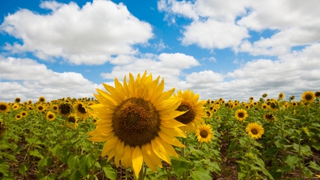 Sunflower Field - clouds, blossoms, plants, petals, sky