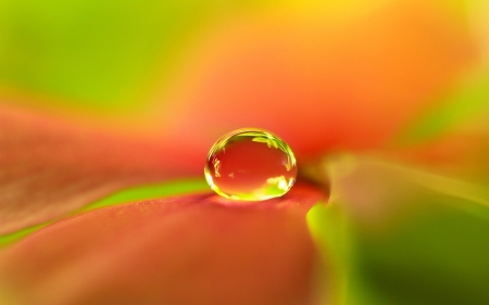 Water Drop - drop, leaf, flowers, macro