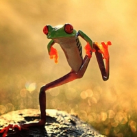 dancing frog