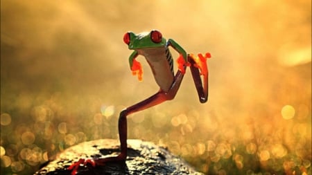 dancing frog - animal, rock, grass, frog