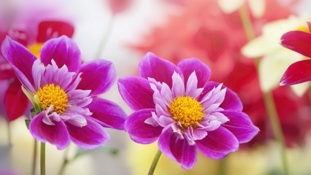 Flowers - red, flower, pink, yellow, couple