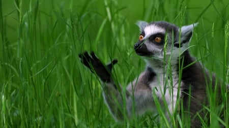 Lemur - black, white, animal, funny, green, cute, grass, lemur