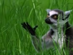 Lemur