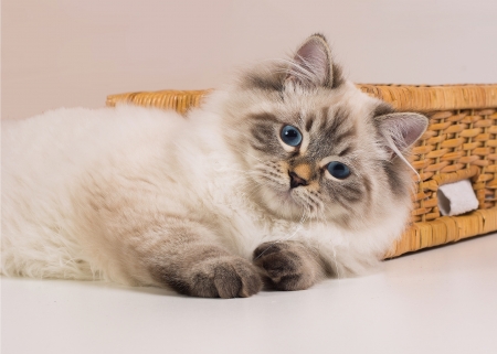 Kitten - white, cat, basket, pisica, cute, kitten