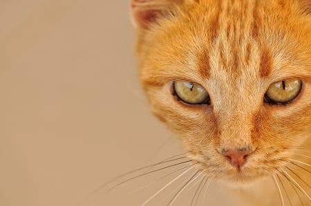 Cat - animal, pisica, ginger, face, orange, cat