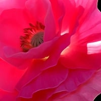 Pink poppy