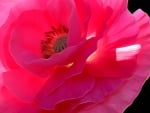 Pink poppy