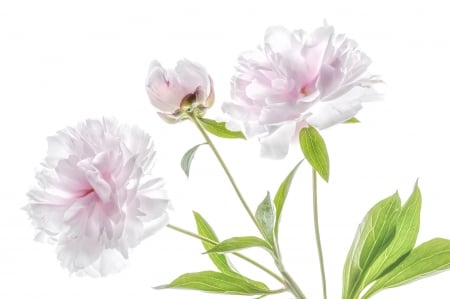 Peonies - peony, white, green, spring, flower, pink