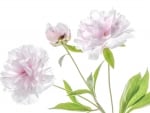 Peonies