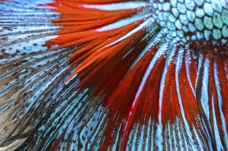 Fish tail - skin, summer, blue, orange, tail, fish, texture