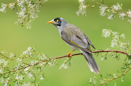 Bird - flower, pasare, bird, branch, green