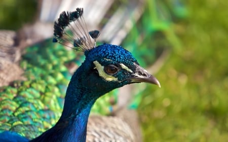 Peacock - feather, pasare, bird, peacock, blue, green