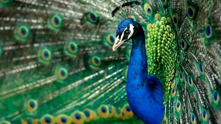 Peacock - peacock, blue, feather, green, bird