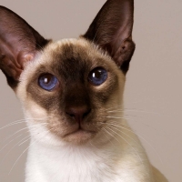 siamese cat