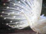 White peacock