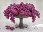 Lilacs