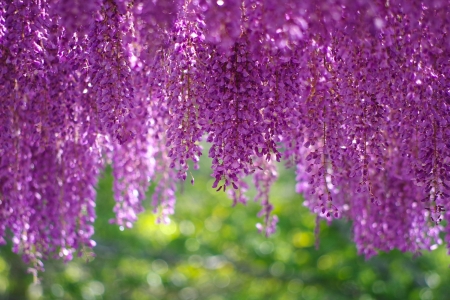 Wisteria - summer, flower, purple, pink, wisteria, green