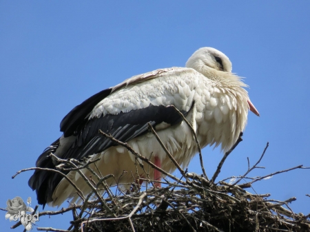 stork - leeuwarden, vijverburg, bird, stork