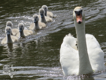 mother swan and kids - mother, kids, and, swan