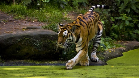 Walking Tiger - nature, wildlife, predator, wilderness