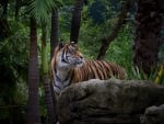 Tiger in Tropical Forest