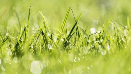 Green Grass - plants, nature, light, grass