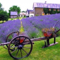 Provence Mon Amour