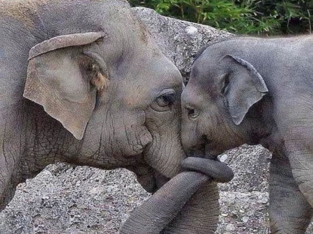 Luv you Mom - elephants, trunks, mother, baby, love