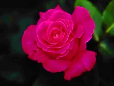 Always beautiful - beautiful, petals, rose, black