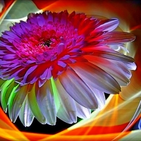 Colorful-Abstract Flower