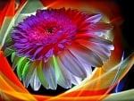 Colorful-Abstract Flower