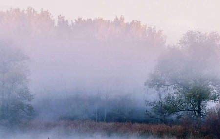 Morning Fog - wide screen, morning, landscape, photography, nature, beautiful, fog, scenery, tree, photo