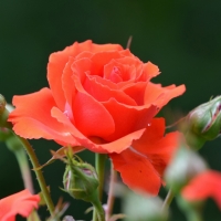 For dear friend 	Vivvy