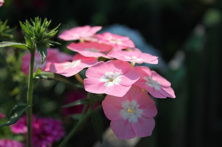 Pink - flowers, beautiful, pink, nature