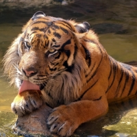 Happy Sumatran Tiger