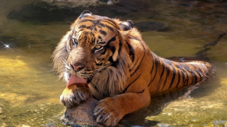 Happy Sumatran Tiger - hd, tiger, sumatran tiger, happy