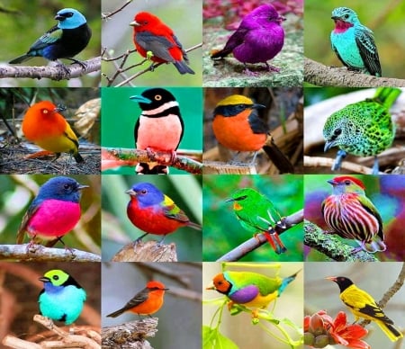 Wings galore - collage, birds, colors, wings