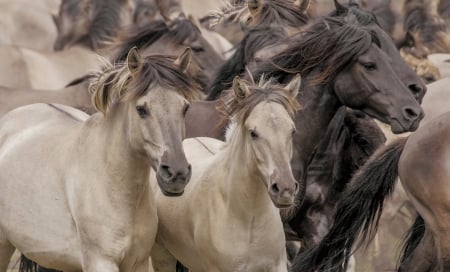 Horses - skin, black, white, animal, cai, cal, horse