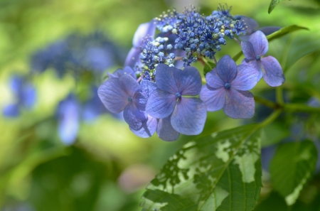 Hydrangea - skin, summer, blue, green, flower, hydrangea