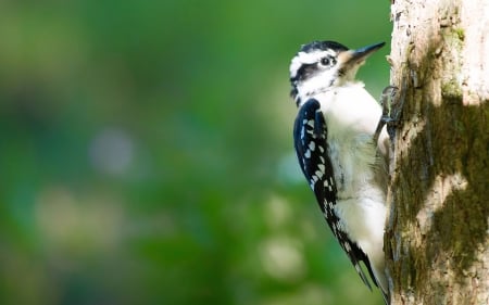 woodpecker - bird, animal, woodpecker, tree