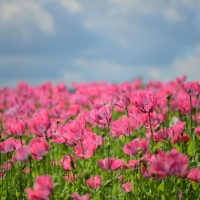 Poppies