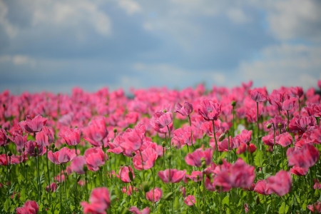 Poppies - poppy, summer, blue, green, field, flower, pink, sky