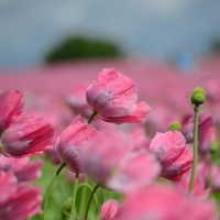 Poppies