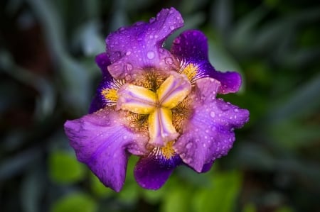 Iris - summer, flower, purple, iris, yellow, green