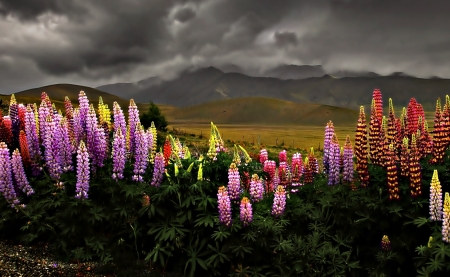 Lupines at cloudy Sky - Flower, Nature, Sky, Lupine